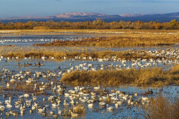 New Mexico Canada and snow geese in water